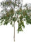 Winterharter-Schnee-Eucalyptus 30 Samen (Eucalyptus pauciflora ssp. debeuzevillei) Frosthart bis -20 Crad
