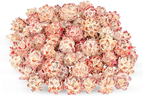 NaDeco Leucadendron pubescens verpackt im Beutel mit 0,5kg, ca. 70-80 Köpfe | Getrocknete Protea | Trockenblumen zum Basteln und Dekorieren | Naturdeko | exotische Dekoration