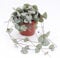 String of Hearts - Ceropegia Woodii - Trailing House Plant in 8 cm Pot Lenght 15cm