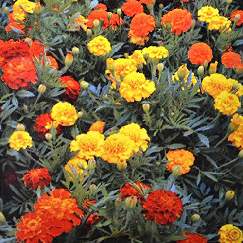 TAGETES PATULA NANA MISCUGLIO DI COLORI NR.100 SEMI