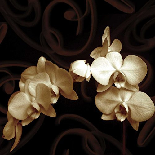 Image sur toile enroulée Elegance Szilagyi Ily – Impression sur toile carrée florale Sépia, marron, blanc, noir orchidées fleurs