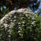 Berg Waldrebe Elizabeth 40-60cm - Clematis montana