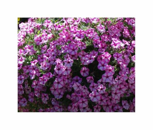 Stk - 10x Petunien Tidal Wave Hot Pink F1 Garten Pflanzen - Samen F-S525 - Seeds & Plants Shop by Ipsa