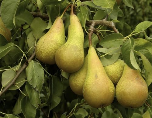 Direct Plants Dwarf Conference Self Fertile Sweet Pear Fruit Tree 3ft Supplied in a 3 Litre Pot