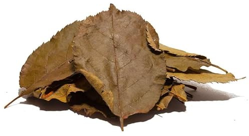 Garnelen Walnussblätter, Natürliches Futter für Garnelen, Krebse und Schnecken, Grün/Braun, Wasserpflegemittel, 20 Stück