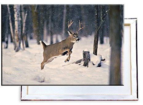 Unified Distribution Springender Hirsch im Schnee - 120x80 cm - Bilder & Kunstdrucke fertig auf Leinwand aufgespannt und in erstklassiger Druckqualität