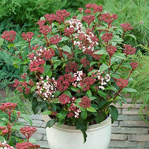 Pianta di Viburnum Tinus Viburno Tino Pianta da Siepe vaso Ø 19 altez. 70-100 cm