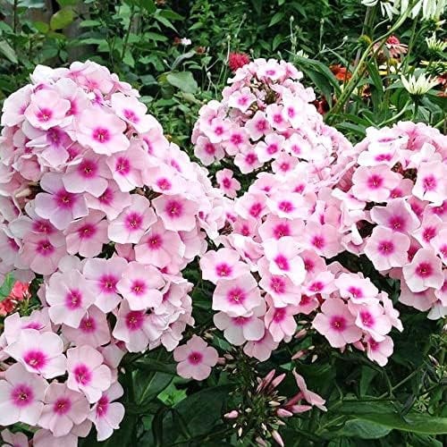 1 x Phlox Bright Eyes – Bubblegum Pink Flowers – Perennial – Summer Flowering Bulb – for Your Beautiful Garden