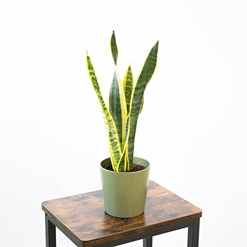 Planta Sansevieria Natural o Lengua de Suegra - Altura aprox 40-45 cm - Maceta Ø13 cm - Planta de 4 hojas para interior o exterior