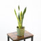 Planta Sansevieria Natural o Lengua de Suegra - Altura aprox 40-45 cm - Maceta Ø13 cm - Planta de 4 hojas para interior o exterior