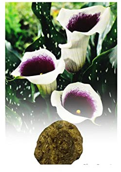 3 Zantedeschia Picasso Calla (Arum) Lily Bulbs/Rhizomes Size 16/18 Summer Flowering Perennial Plant : - by GARTHWAITE NURSERIES® : - UK Stockist