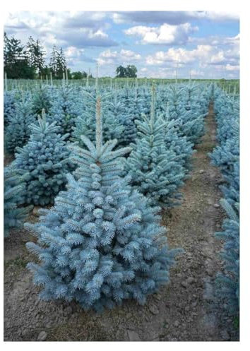 Abete blu pino argentato Picea pungens Super Blue Seedling albero di natale pianta in vaso 10 litri h. 50/60 cm Vivaio di Castelletto
