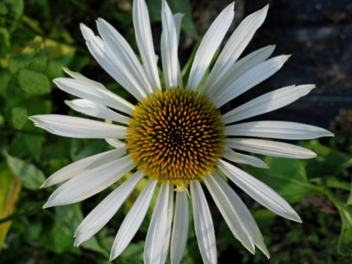 Staudenkulturen Wauschkuhn Echinacea purpurea 'Alba' - Sonnenhut - Staude im 9cm Topf