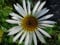 Staudenkulturen Wauschkuhn Echinacea purpurea 'Alba' - Sonnenhut - Staude im 9cm Topf