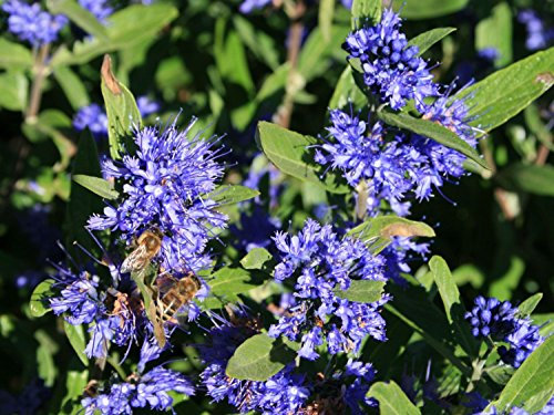 Caryopteris Clandonensis 'Kew Blue' in a 2 Litre Pot,Dark Blue Flowers