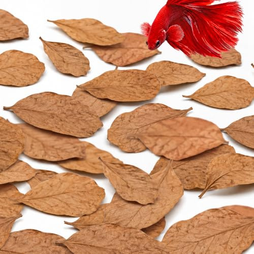 SunGrow Shrimp Indian Almond Catappa Leaves, Provide Shelter and Food in Fish Aquarium Tank, Additional Source, Perfect for Breeding and Hiding (Mini (2, 50 Leaves))