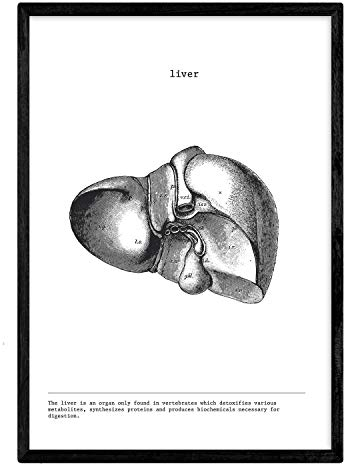 Nacnic Anatomie Poster. Vintage Stil Wanddekoration Abbildung von Leber, Muskeln und Knochen. Verschiedene menschliche Körper, Biologie und Medizin Bilder ohne Rahmen. Größe A3.
