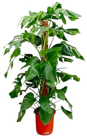 La Green Touch - Monstera Pertusum - 120 cm - ø24 - pianta da interno - vaso 24 cm, altezza 120 cm