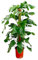 La Green Touch - Monstera Pertusum - 120 cm - ø24 - pianta da interno - vaso 24 cm, altezza 120 cm