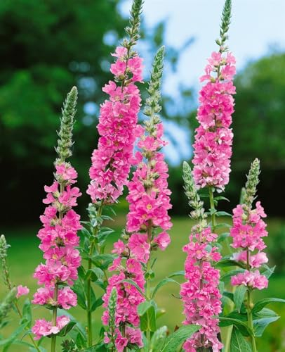 Lythrum salicaria 'Blush' ca. 11x11 cm Topf - Blutweiderich, zartrosa Blüten, Blütezeit Juni-August, ideal für feuchte Standorte, bienenfreundlich, pflegeleicht