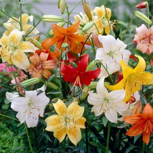 Bulbi di Giglio Asiatico Misti - Confezione da 20 Bulbi di Giglio per Giardino