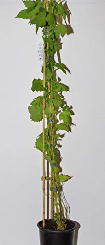 Hopfen, Humulus lupulus 60-100 cm hoch im 2 Liter Pflanzcontainer