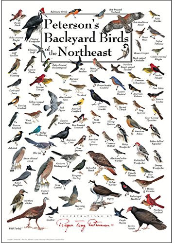 Peterson's Backyard Birds of the Northeast Poster