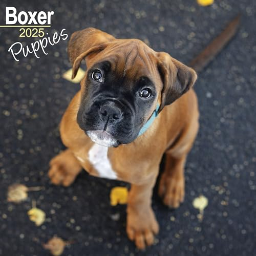 Boxer Puppies - Boxer Welpen 2025 - 16-Monatskalender: Original Avonside-Kalender [Mehrsprachig] [Kalender] (Wall-Kalender)