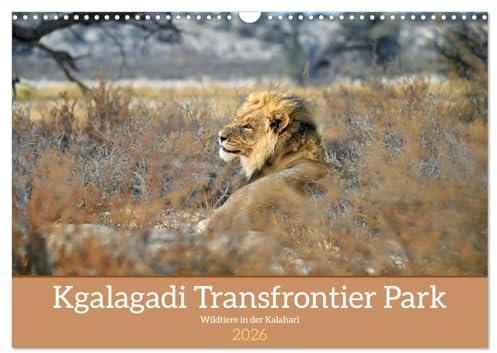 Kgalagadi - Fauna und Wildtiere in der Kalahari (Wandkalender 2026 DIN A3 quer), CALVENDO Monatskalender: Kgalagadi eine Perle in der Kalahari mit ... den wilden Tieren Afrikas (CALVENDO Tiere)
