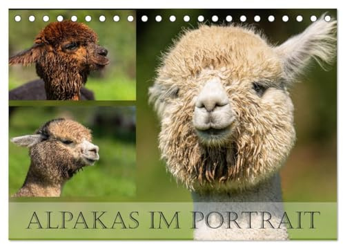 Alpakas im Portrait (Tischkalender 2026 DIN A5 quer), CALVENDO Monatskalender: Alpakas sind wertvolle Wolllieferanten (CALVENDO Tiere)