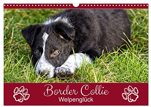 Border Collie - Welpenglück (Wandkalender 2026 DIN A3 quer), CALVENDO Monatskalender: Bezaubernde Border-Welpen-Fotos (CALVENDO Tiere)