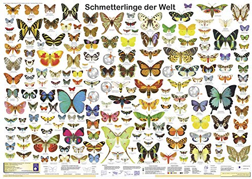 Schmetterlinge der Welt (Planet-Poster-Box)