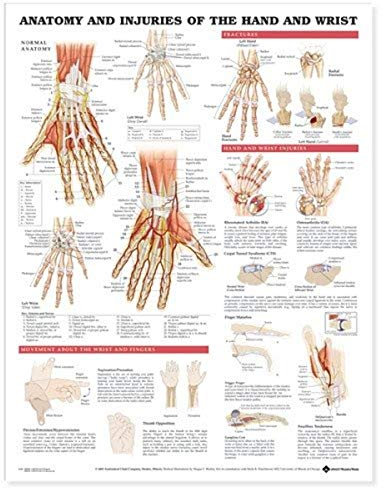 Anatomieposter „Anatomy and Injuries of the Hand and Wrist“ (englische Version)
