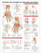Anatomieposter „Anatomy and Injuries of the Hand and Wrist“ (englische Version)