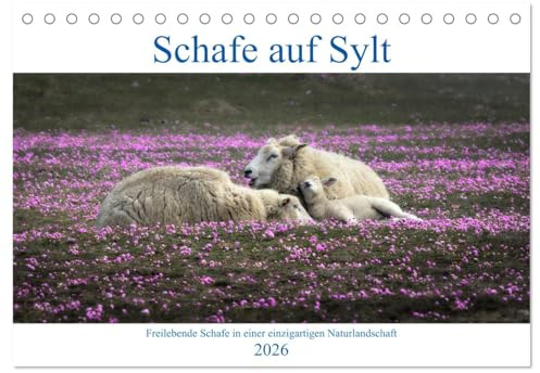 Schafe auf Sylt (Tischkalender 2026 DIN A5 quer), CALVENDO Monatskalender: Schafe in den Dünen und auf dem Deich (CALVENDO Tiere)