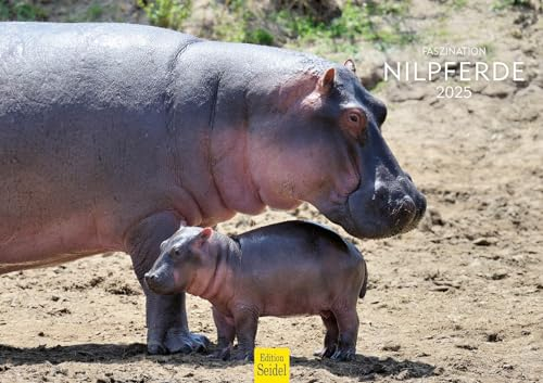 Edition Seidel Premium Kalender Faszination Nilpferde 2025 Format DIN A3 Wandkalender Tierkalender Afrika Nilpferd Großflusspferd Hippopotamus Nil Raubtiere Wildtiere