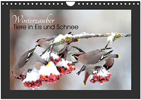 Winterzauber - Tiere in Eis und Schnee (Wandkalender 2026 DIN A4 quer), CALVENDO Monatskalender: Impressionen der vierten Jahreszeit aus der heimischen Fauna für Winterfans. (CALVENDO Orte)