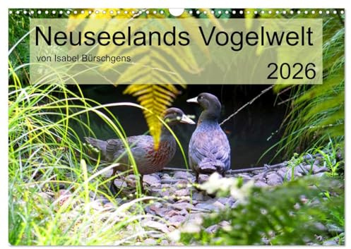 Neuseelands Vogelwelt (Wandkalender 2026 DIN A3 quer), CALVENDO Monatskalender: Eine Reise in die gefiederte Tierwelt am anderen Ende der Erde. (CALVENDO Tiere)