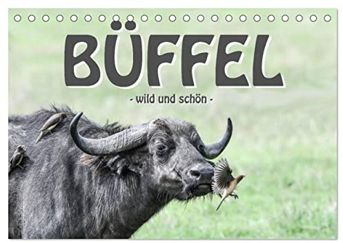 Büffel - wild und schön (Tischkalender 2026 DIN A5 quer), CALVENDO Monatskalender: Teil der BIG FIVE und anmutend schön (CALVENDO Tiere)