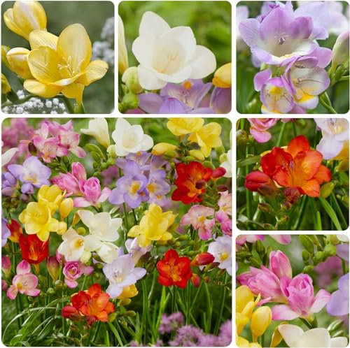 Freesien Blumenzwiebeln Einzelblüten-Kollektion, Mischung aus 5 Farben, Duftende Freesienzwiebeln aus Holland, Echte Pflanzen (kein Samen en nicht künstlich)