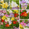 Freesien Blumenzwiebeln Einzelblüten-Kollektion, Mischung aus 5 Farben, Duftende Freesienzwiebeln aus Holland, Echte Pflanzen (kein Samen en nicht künstlich)