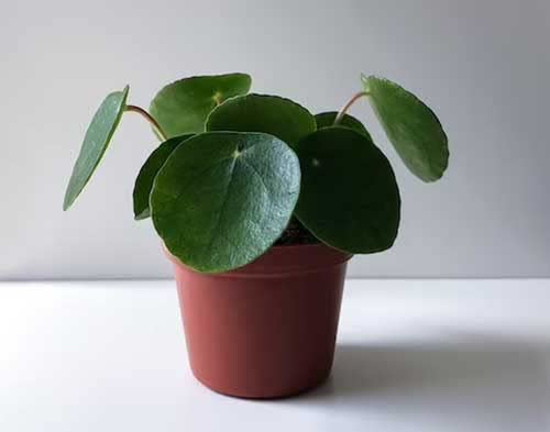 1 PIANTA DI PILEA PEPEROMIOIDES MINI PIANTA DELLE MONETE VASO 6CM da interno
