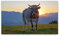 Bilder XXL Kuh im Allgäu 120x70cm Wandbild auf Leinwand
