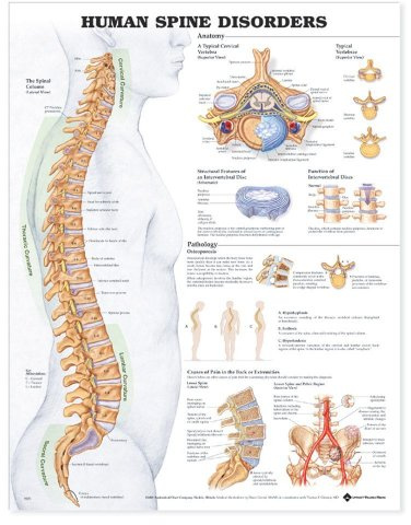 The Human Spine Disorders Anatomical