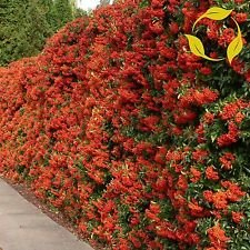 Scarlet Agazzino Pyracantha coccinea 50,100,200 Seeds