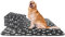 Nobleza - 6 x Couvertures en Peluche Douces Tapis pour Chiens, Tapis Chat, Lapins et Autres Animaux de Compagnie Lavable Noir 120 * 100 cm