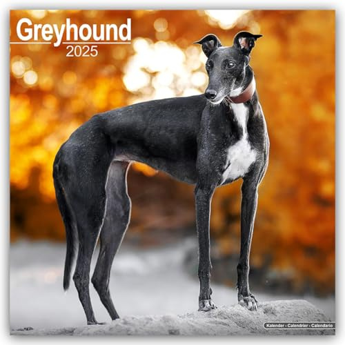 Greyhound - Großer Englischer Windhund 2025 - 16-Monatskalender: Original Avonside-Kalender [Mehrsprachig] [Kalender] (Wall-Kalender)