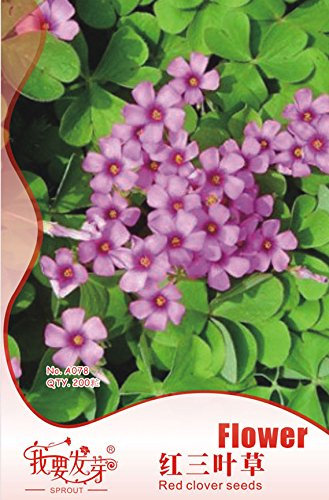 Original-Pack 200 Samen/Pack, Topf Rotklee Samen, Gartenkleeblatt Samen, Rot-Klee-Blume Balkonpflanzen