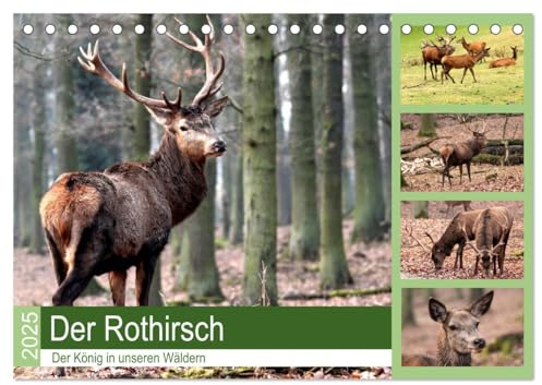 Der Rothirsch - Der König in unseren Wäldern (Tischkalender 2025 DIN A5 quer), CALVENDO Monatskalender