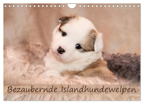 Bezaubernde Islandhundewelpen (Wandkalender 2026 DIN A4 quer), CALVENDO Monatskalender: Islandhundewelpen ziehen jeden in ihren Bann. (CALVENDO Tiere)